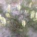 Astragalus racemosus - Photo (c) Cathy Bell,  זכויות יוצרים חלקיות (CC BY-NC-ND), הועלה על ידי Cathy Bell