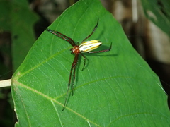 Leucauge wulingensis