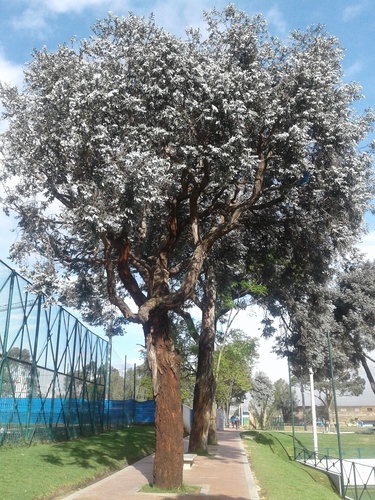 Eucalyptus cinerea