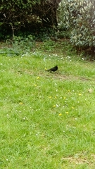Turdus merula