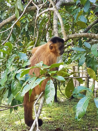 Macaco-prego-do-papo-amarelo (Sapajus cay) · BioDiversity4All