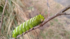 Rothschildia jacobaeae