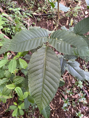 Sandoricum koetjape observed 2024-03-06