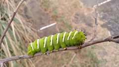 Rothschildia jacobaeae