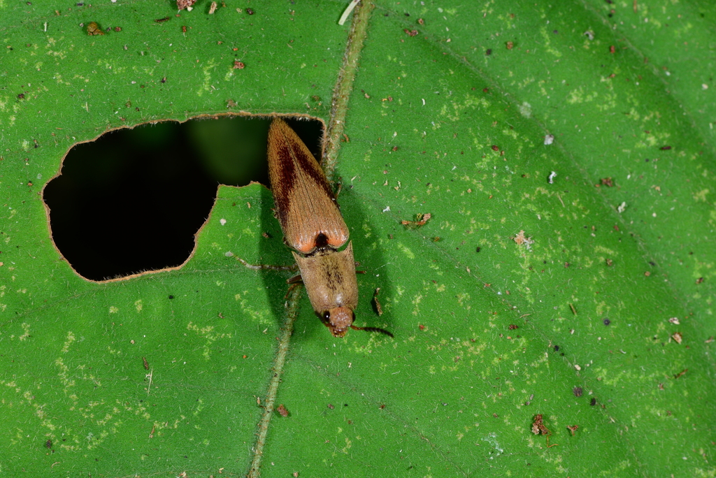 Peralampes