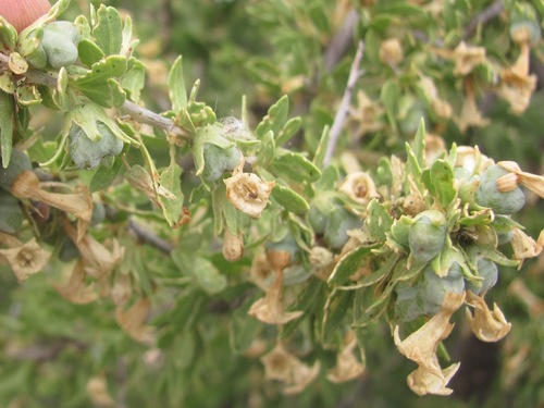 desert wolfberry (Lycium macrodon)
