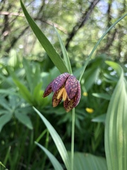 Fritillaria montana