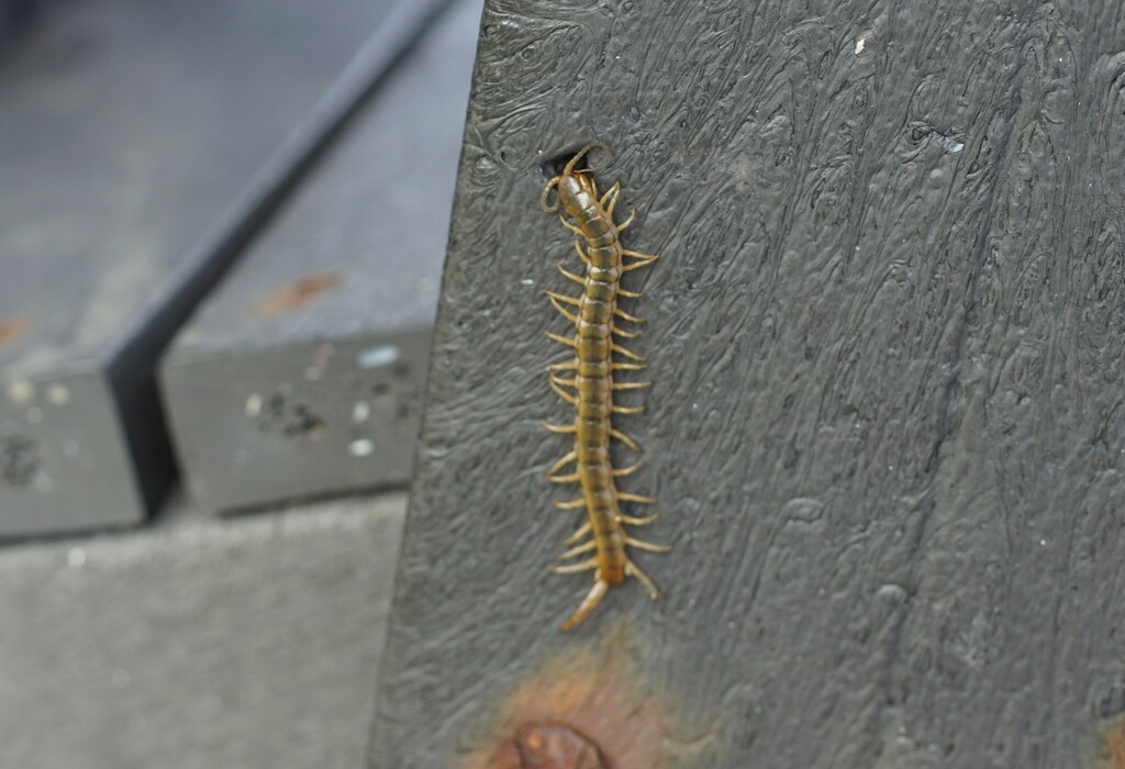 Giant Centipedes from Provincia de Guanacaste, La Cruz, Costa Rica on