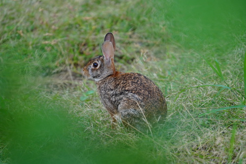 Honduran Cottontail (Sylvilagus hondurensis) — Data Deficient Mammalia