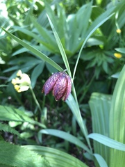 Fritillaria montana