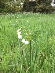Leucojum