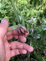 Fritillaria montana