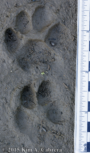 Gray Fox, photo 8 of 9