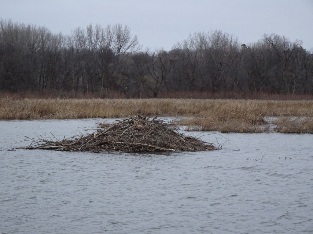 American Beaver from Wilkie Unit, Minnesota Valley NWR, Shakopee, MN ...