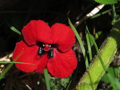 Phelypaea coccinea