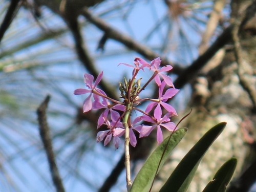 Epidendrum flexuosum, photograph 5
