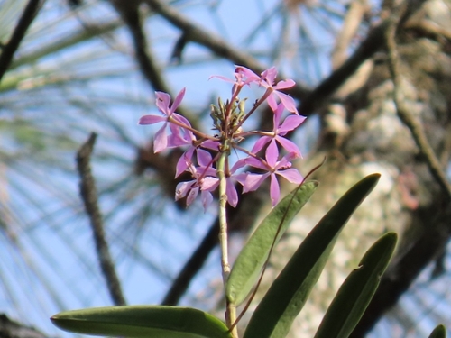 Epidendrum flexuosum, photograph 6