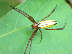 Leucauge wulingensis