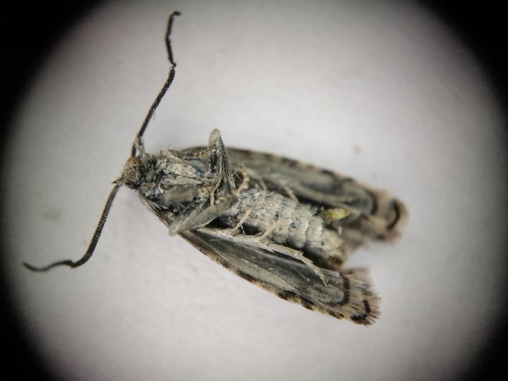 Spruce Seed Moth from Великий Новгород, Новгородская обл., Россия ...