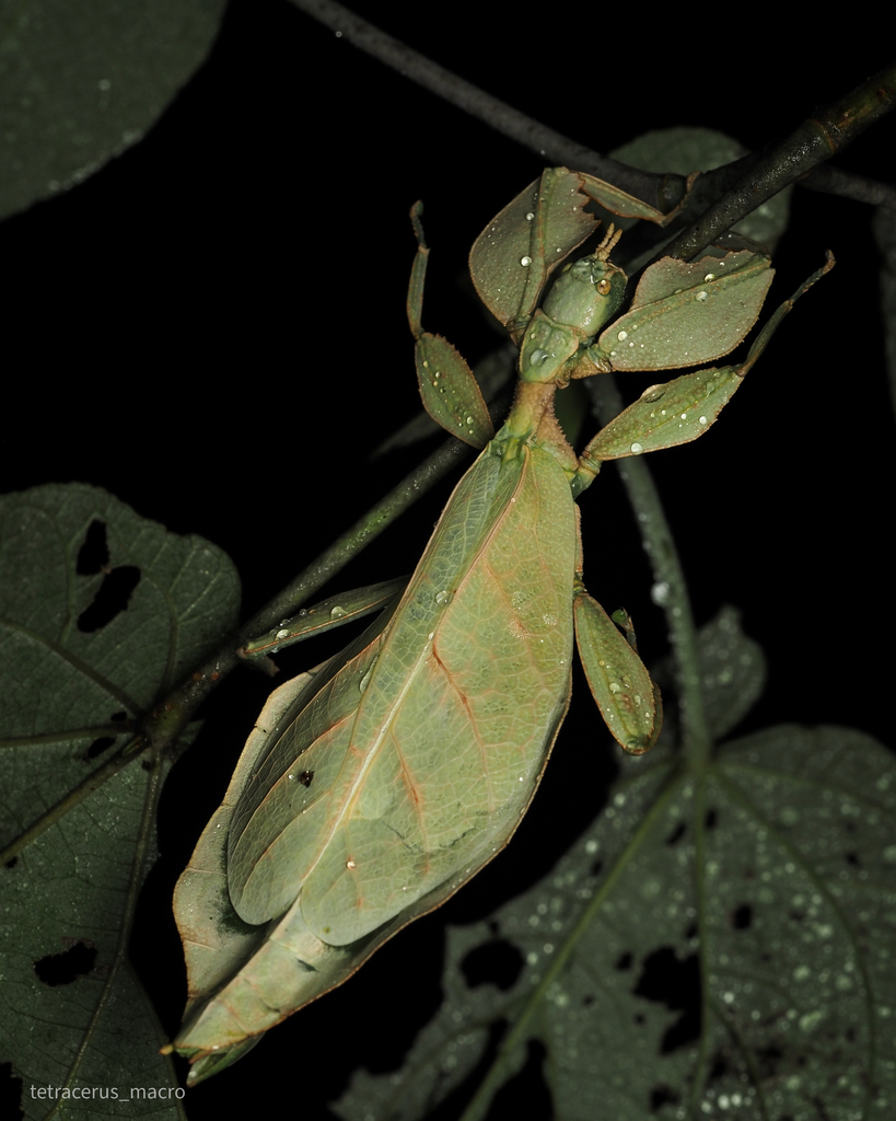 Cryptophyllium chrisangi
