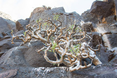 Sonchus laceratus