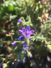 Gilia nevinii