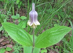 Clematis ochroleuca