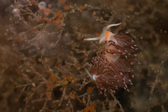 Cratena pawarshindeorum