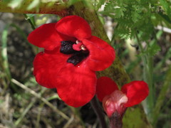 Phelypaea coccinea