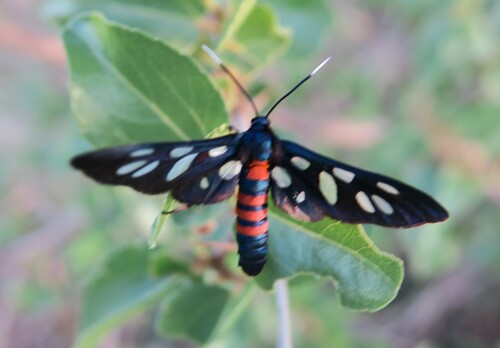 Amata damarensis