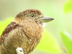 Barred Puffbird photo 4