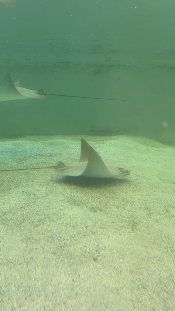 Cownose Rays from Miami on March 19, 2024 at 03:49 PM by Charlie ...