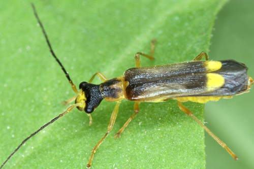 Malthinus flaveolus, photo 2 of 10