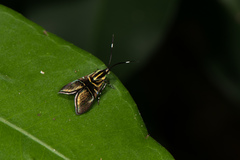 Saptha divitiosa