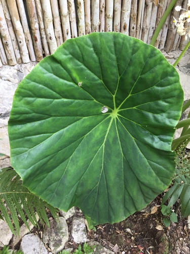 Begonia nelumbiifolia