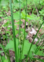 Carex cephalophora