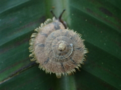 Plectotropis mackensii