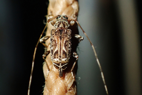 Baryssiniella hieroglyphica · NaturaLista Colombia
