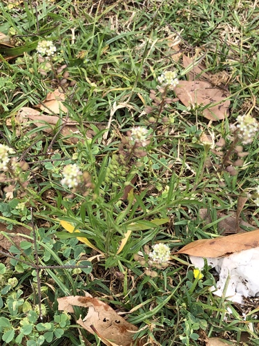 Capsella bursa-pastoris image