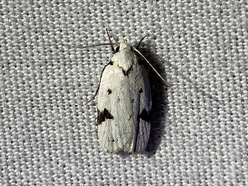 Black-marked Inga Moth photo 5