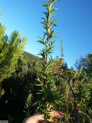 Cliffortia phillipsii