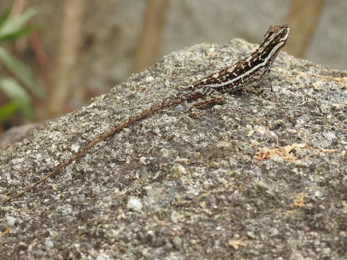 Taylor's Anole, Anolis taylori