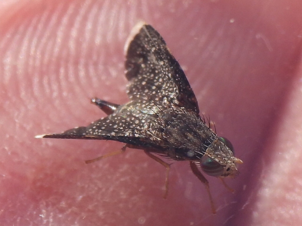 Eutreta angusta from West Dallas, Dallas, TX, USA on March 19, 2024 at