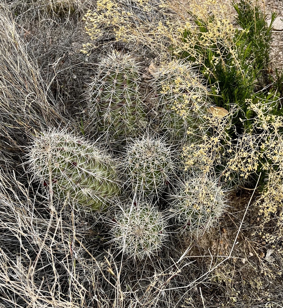 Echinocereus Coccineus Rosei From City Of Rocks State Park Faywood Nm