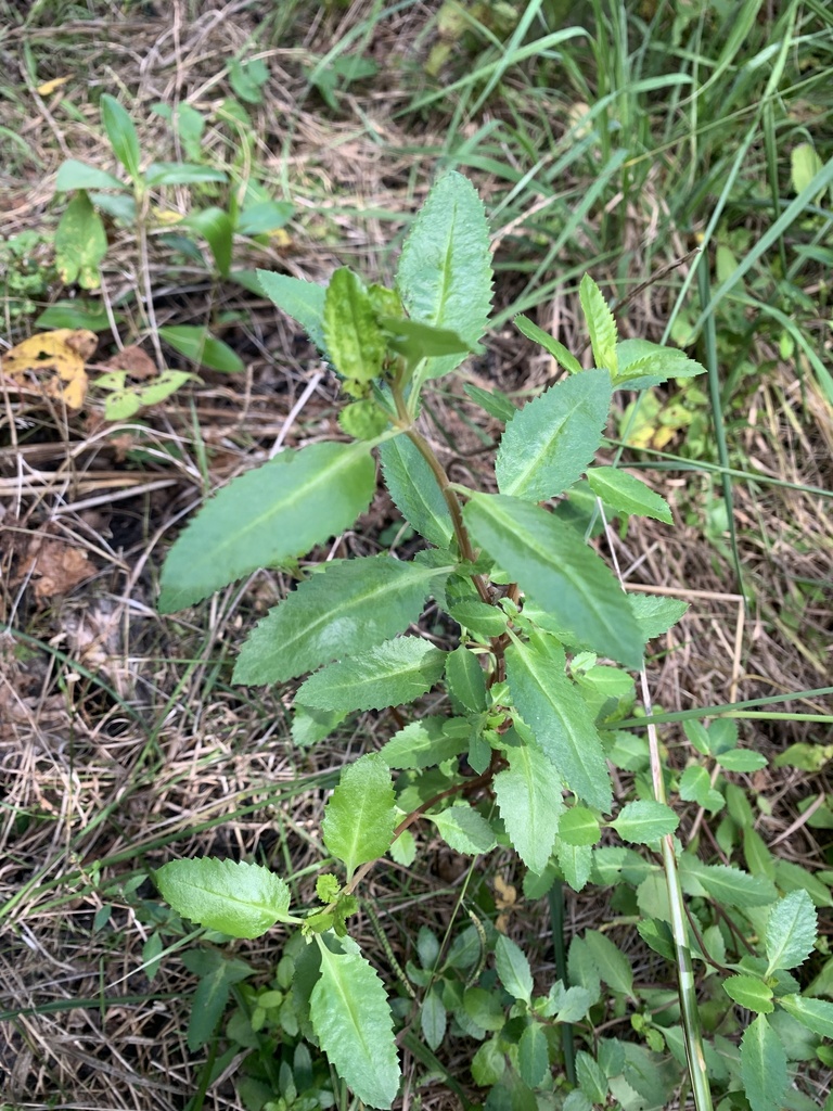 Haloragis erecta erecta from North Island, Whangaparāoa, Auckland, NZ ...