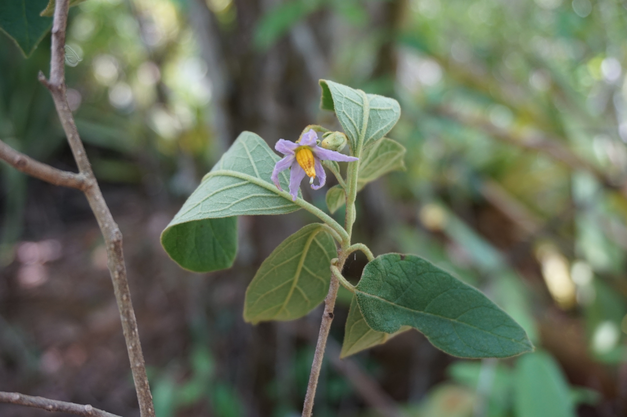 Solanum megalonyx