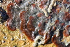 Watersipora subatra