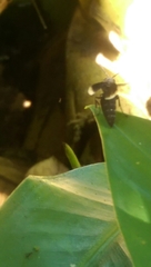 Parachartergus apicalis