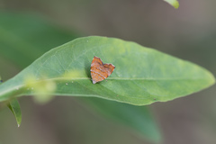 Choreutis achyrodes