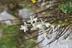Orchis anatolica